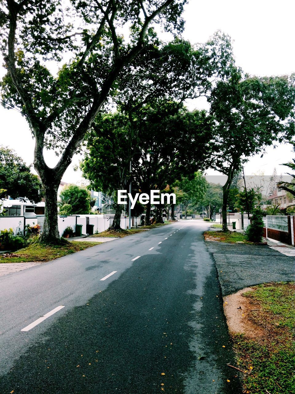 ROAD PASSING THROUGH TREES