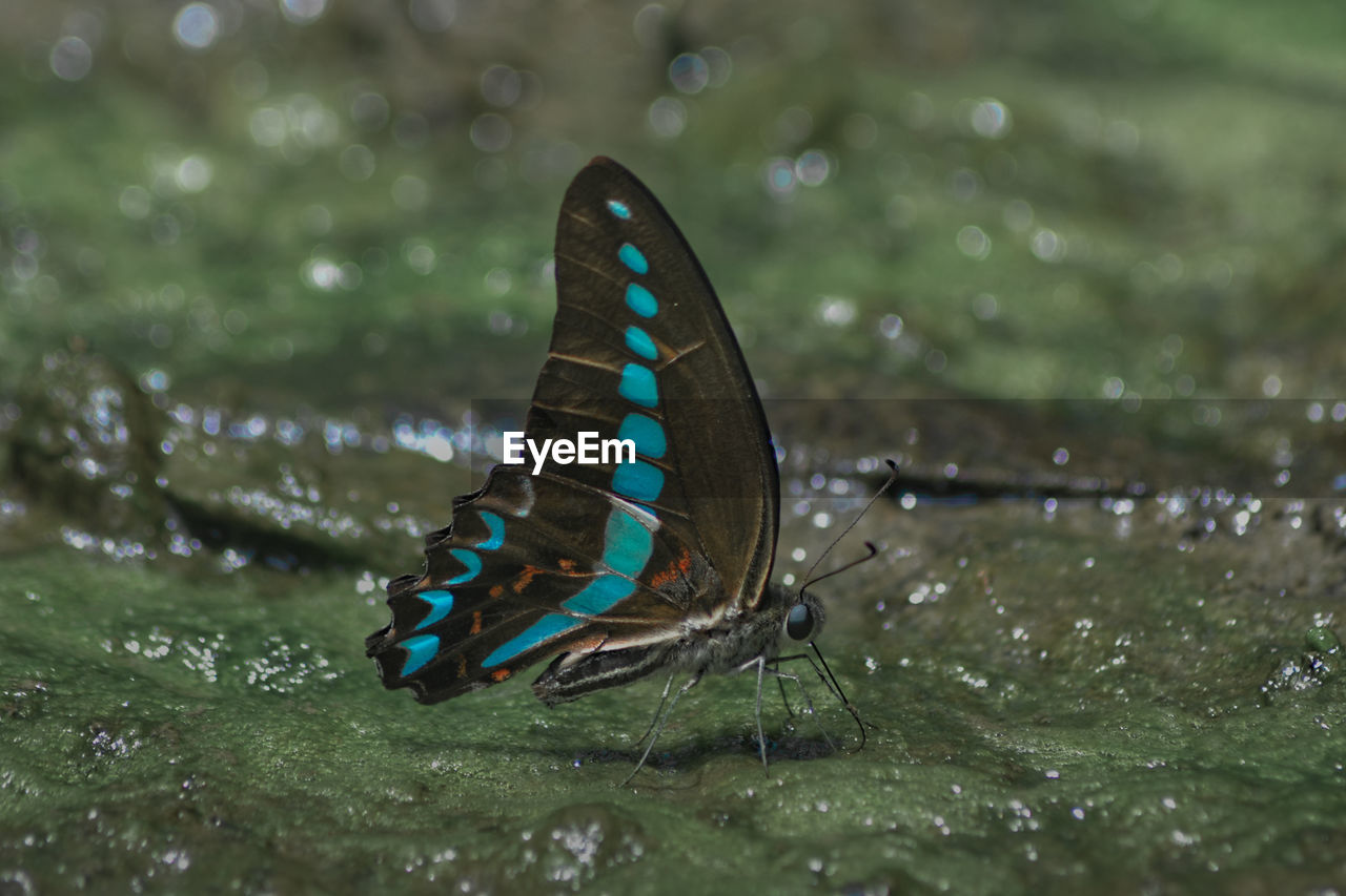 Close-up of butterfly on moss