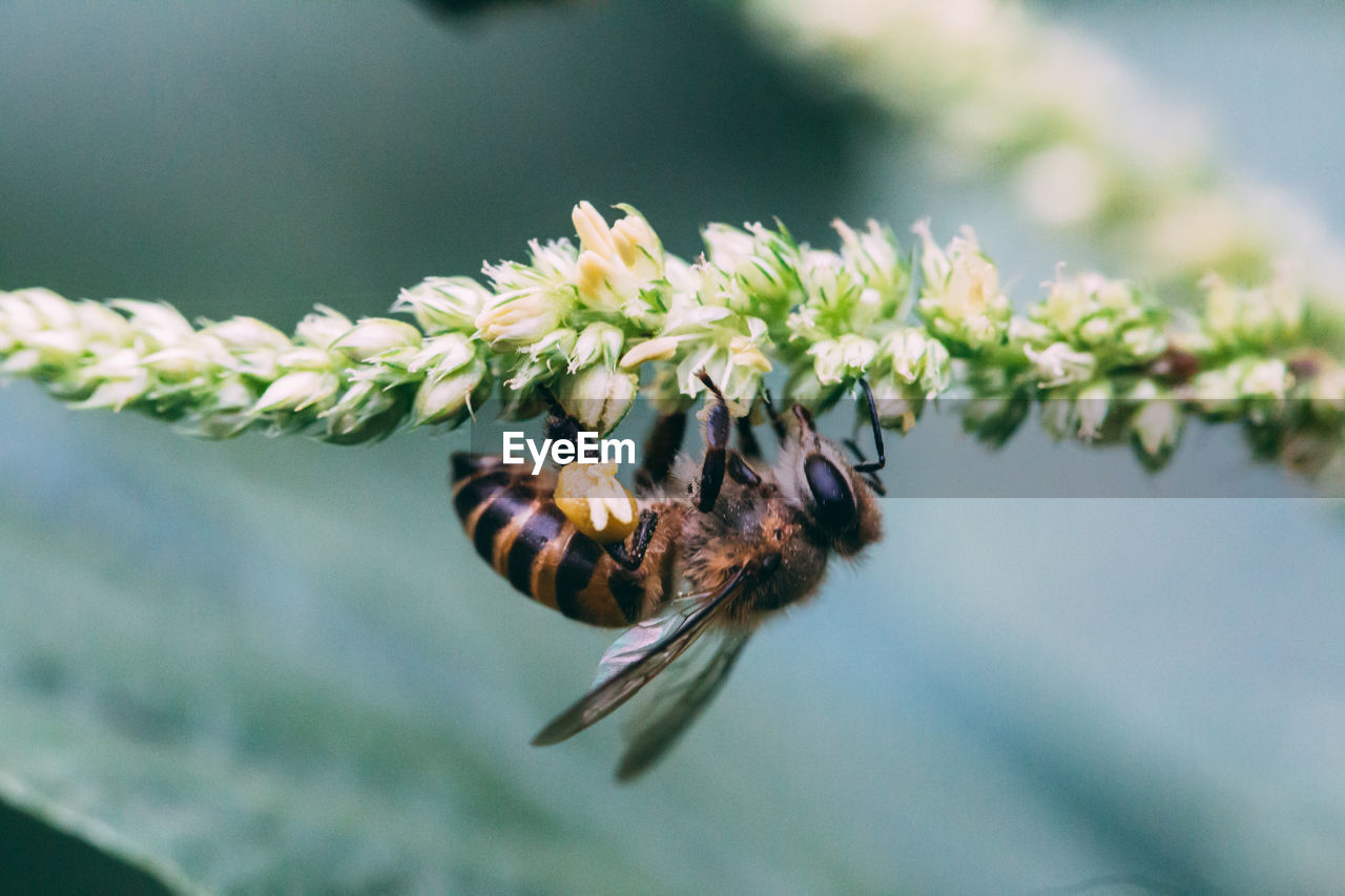 CLOSE-UP OF BEE ON FLOWER