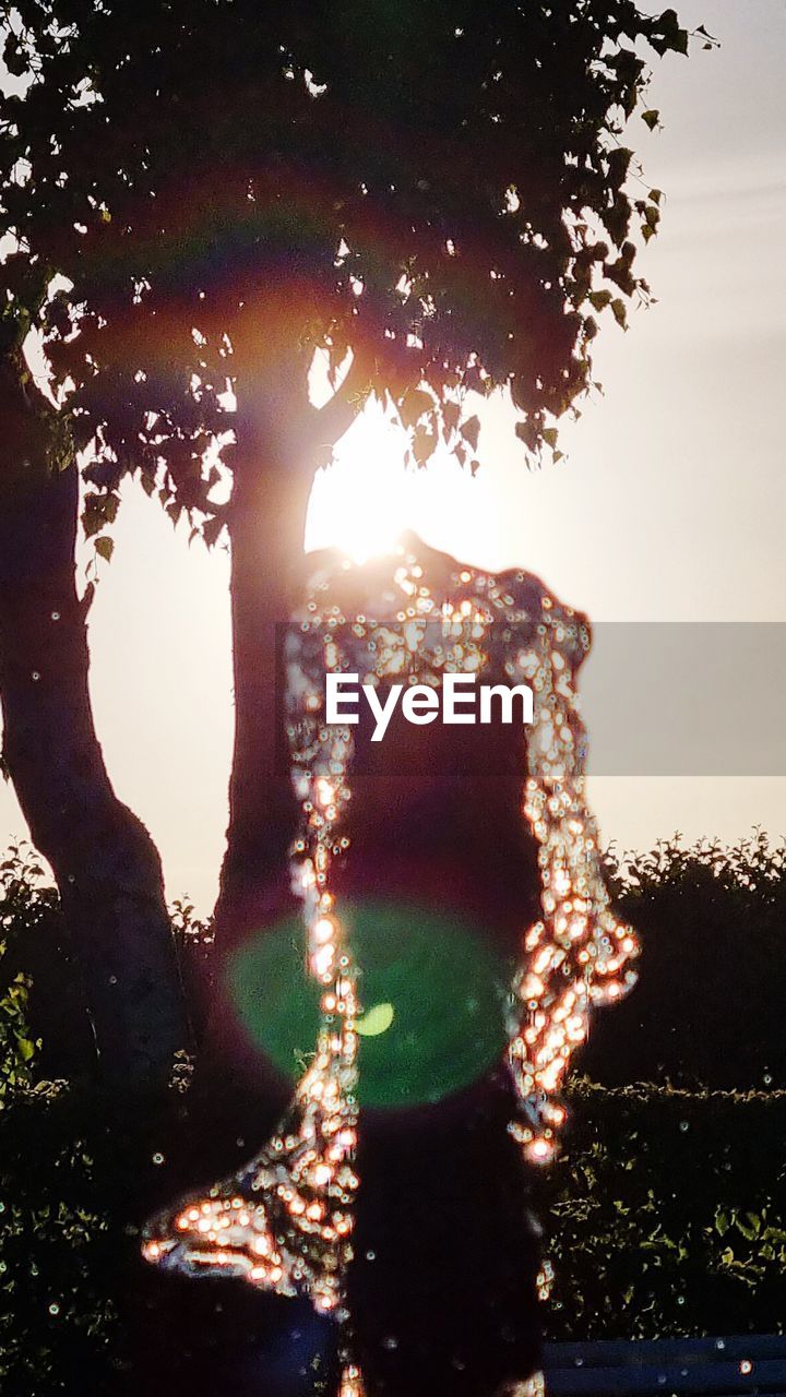 tree, nature, reflection, plant, sunlight, sky, light, outdoors, water, silhouette, no people, sunset, beauty in nature, tranquility, environment