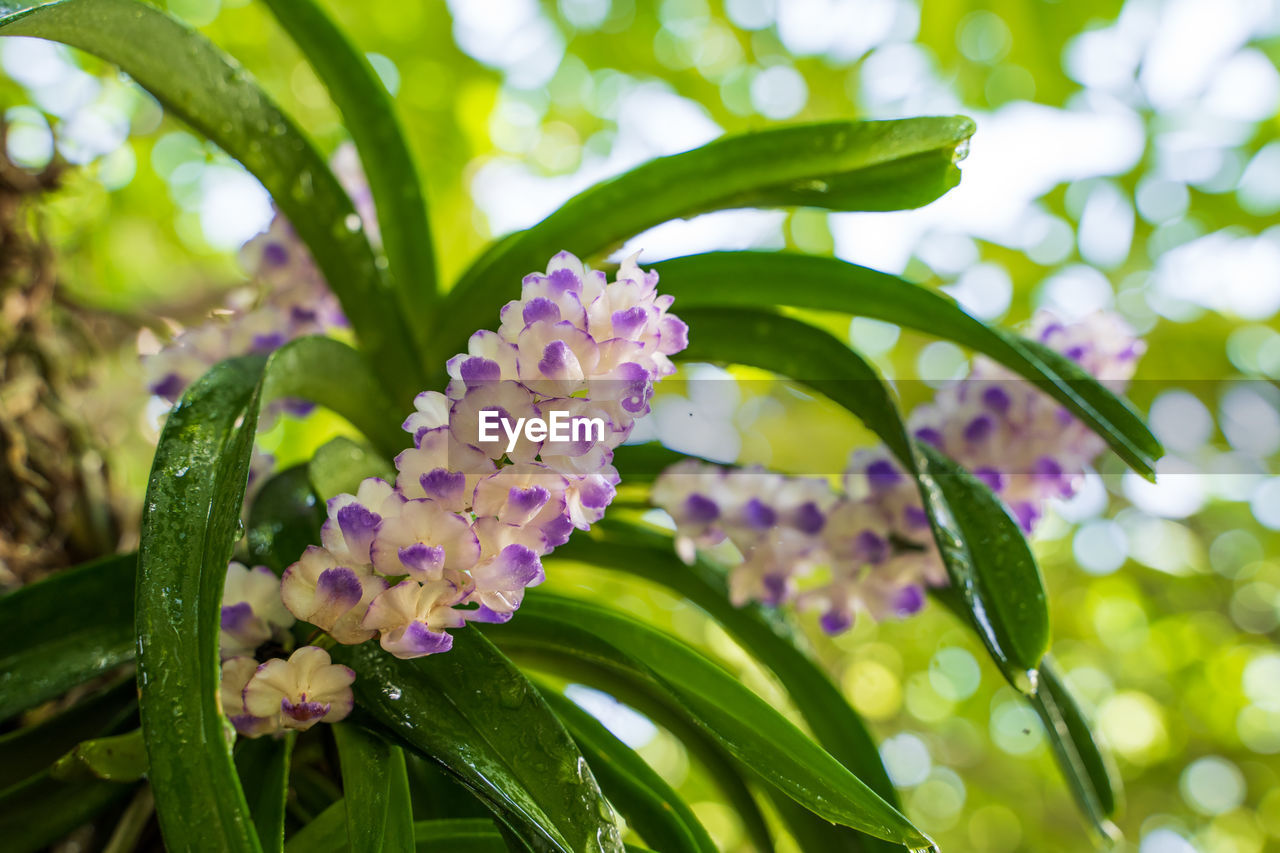 CLOSE UP OF PURPLE FLOWERING PLANTS