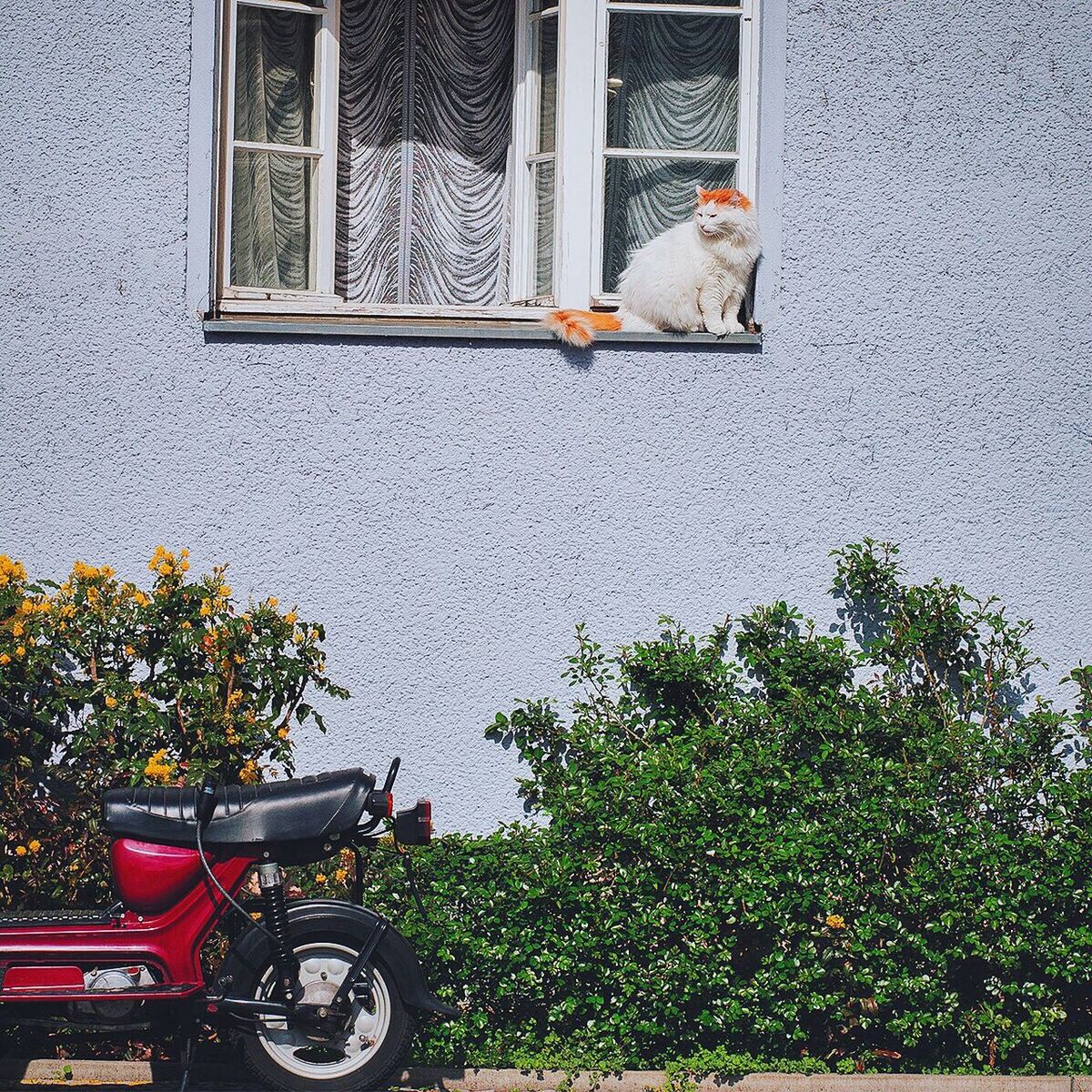 Cat sitting on window sill