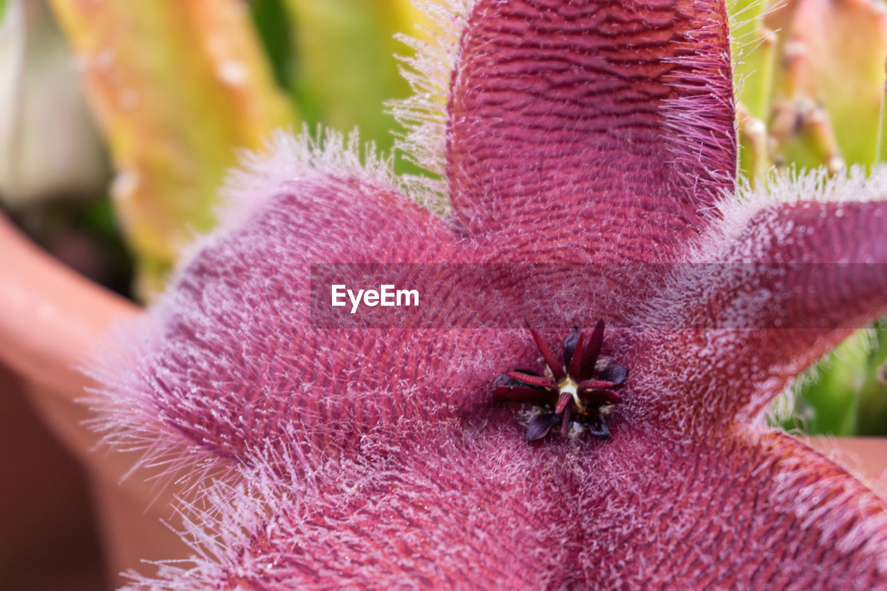 close-up of starfish on plant