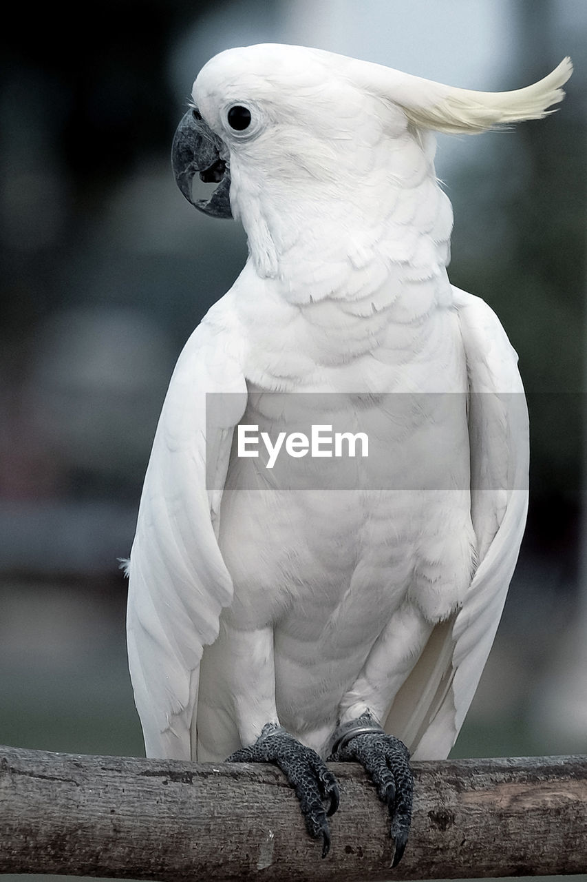 Close-up of parrot perching on branch