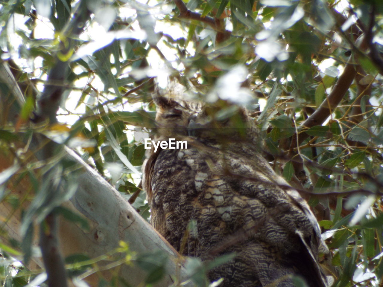LOW ANGLE VIEW OF A BIRD PERCHING ON TREE