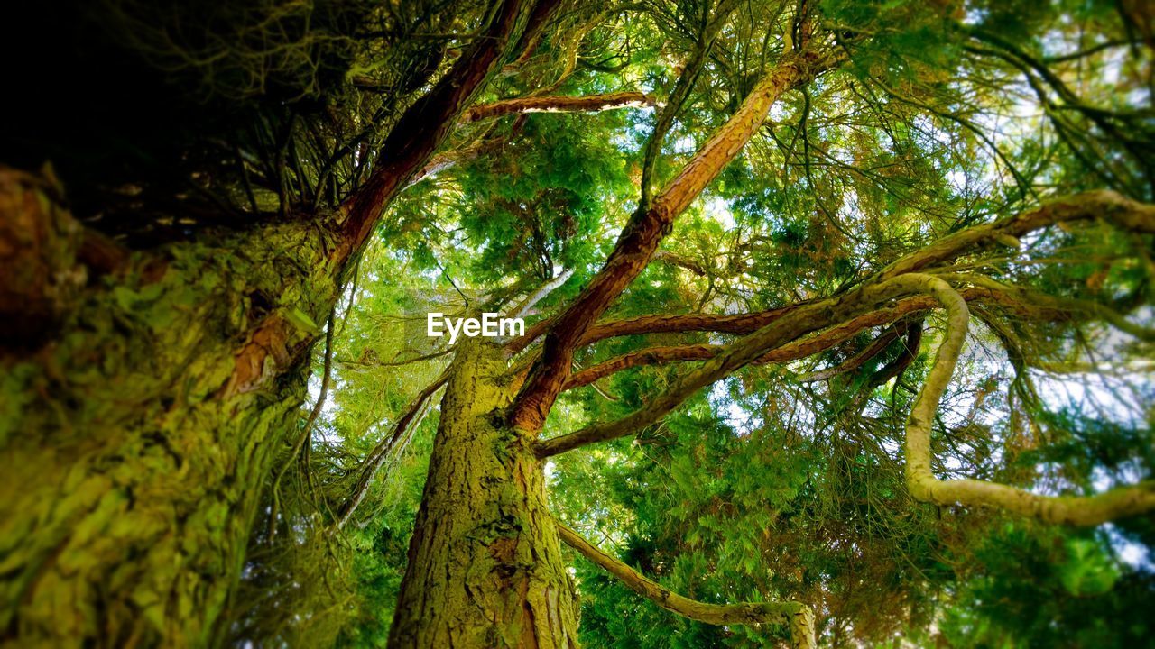 LOW ANGLE VIEW OF TREES IN FOREST