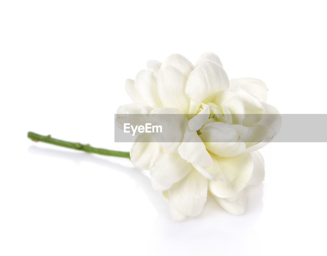 flower, freshness, flowering plant, white, cut flowers, plant, white background, cut out, petal, bouquet, studio shot, beauty in nature, indoors, yellow, nature, no people, close-up, food and drink, flower head, inflorescence