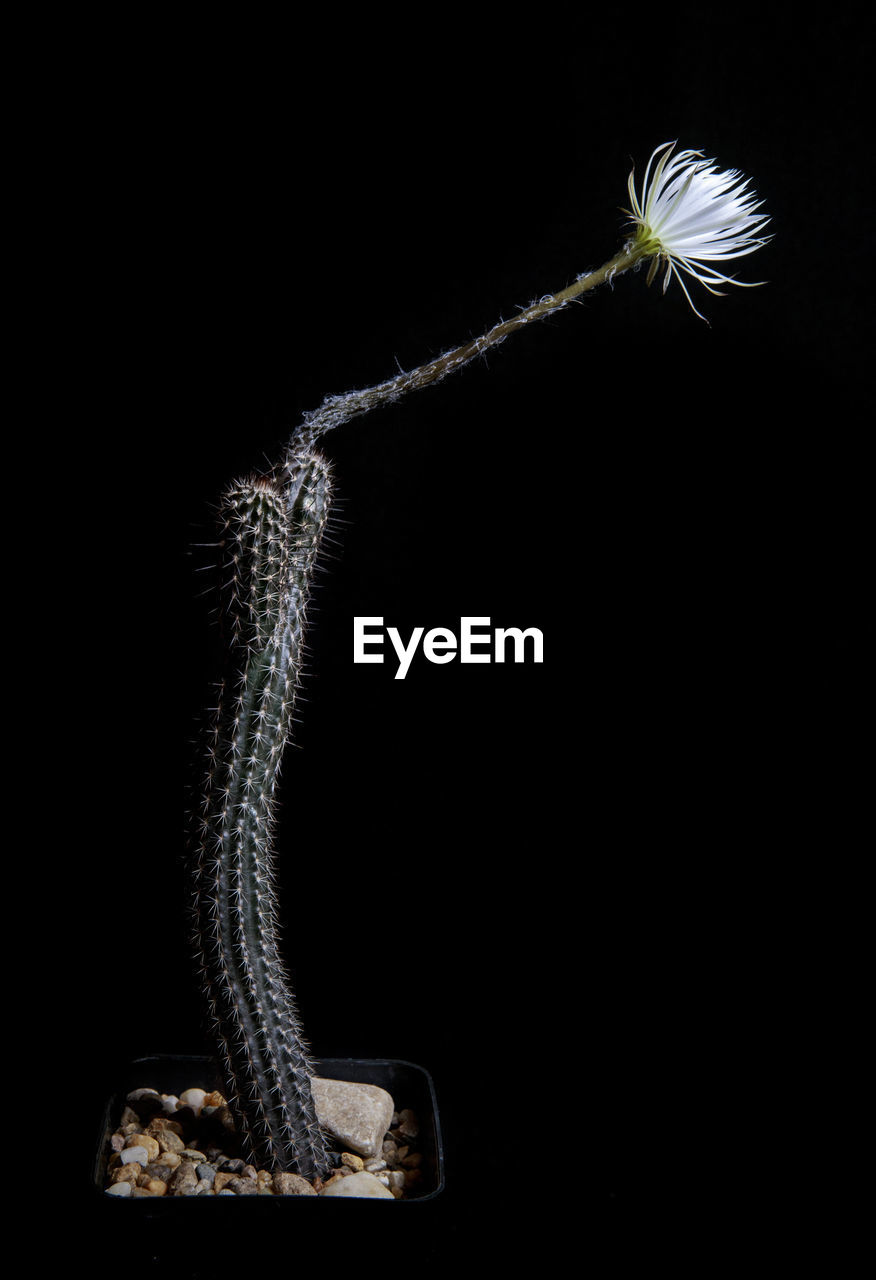 Blooming flower of setiechinopsis mirabilis cactus in planting pot