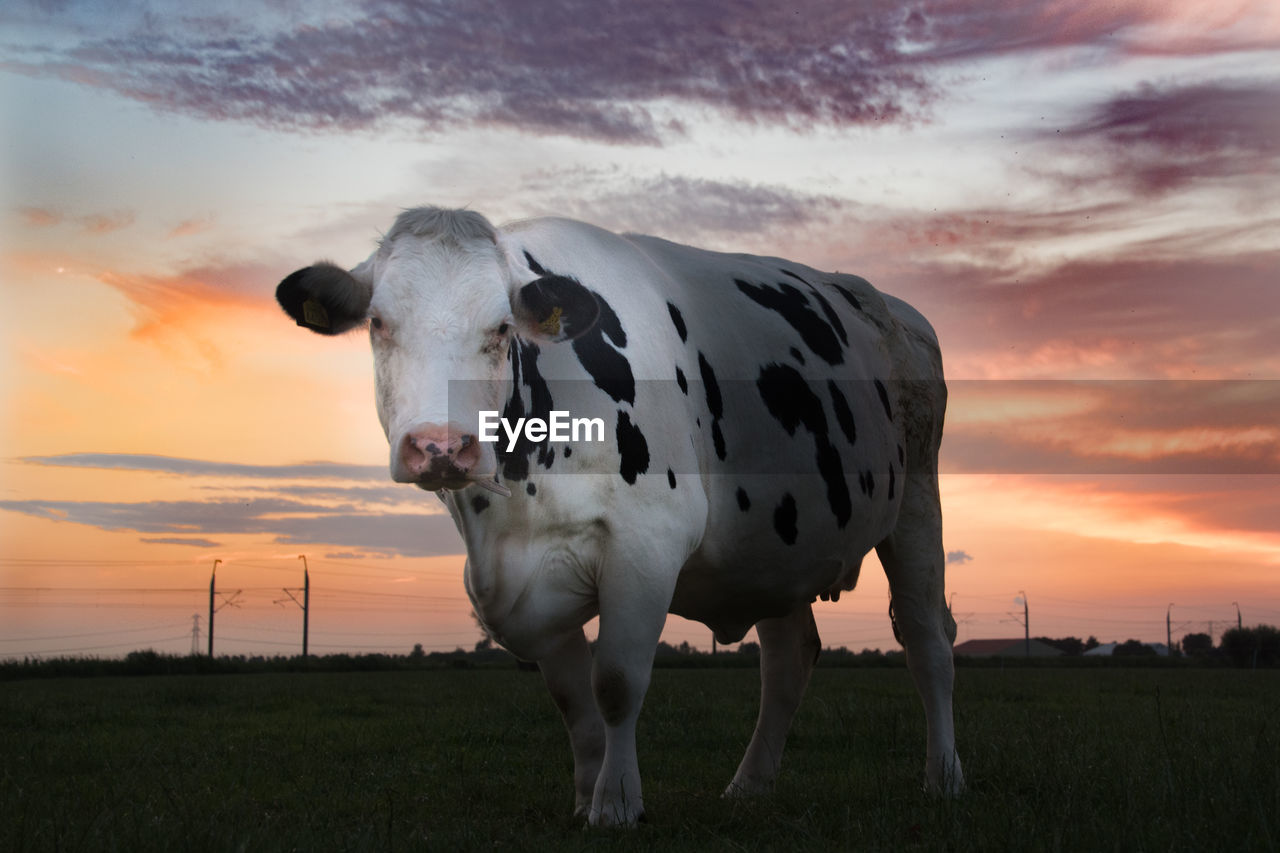 COW STANDING ON FIELD AGAINST SKY DURING SUNSET