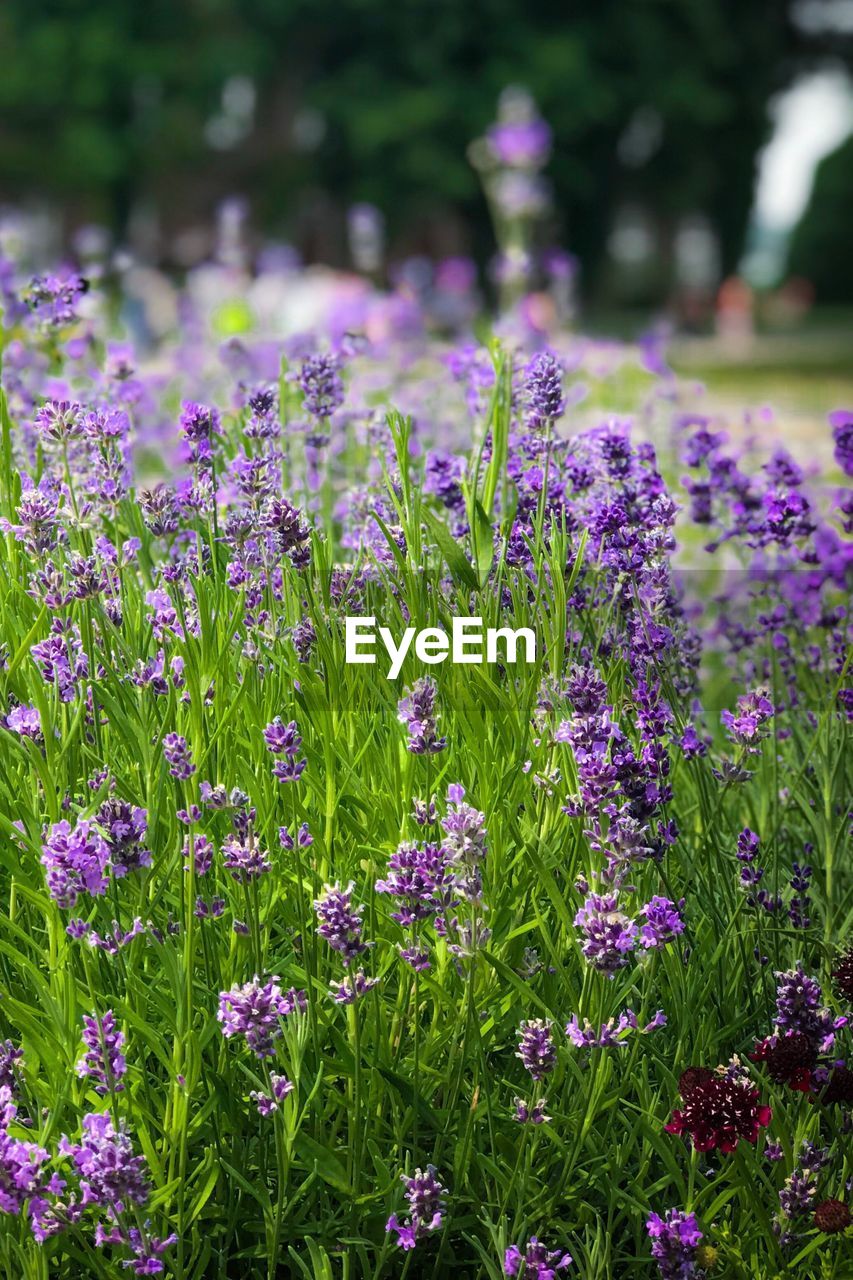 Close-up of purple flowering plants on field