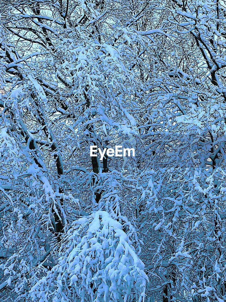 FULL FRAME SHOT OF SNOW COVERED TREE