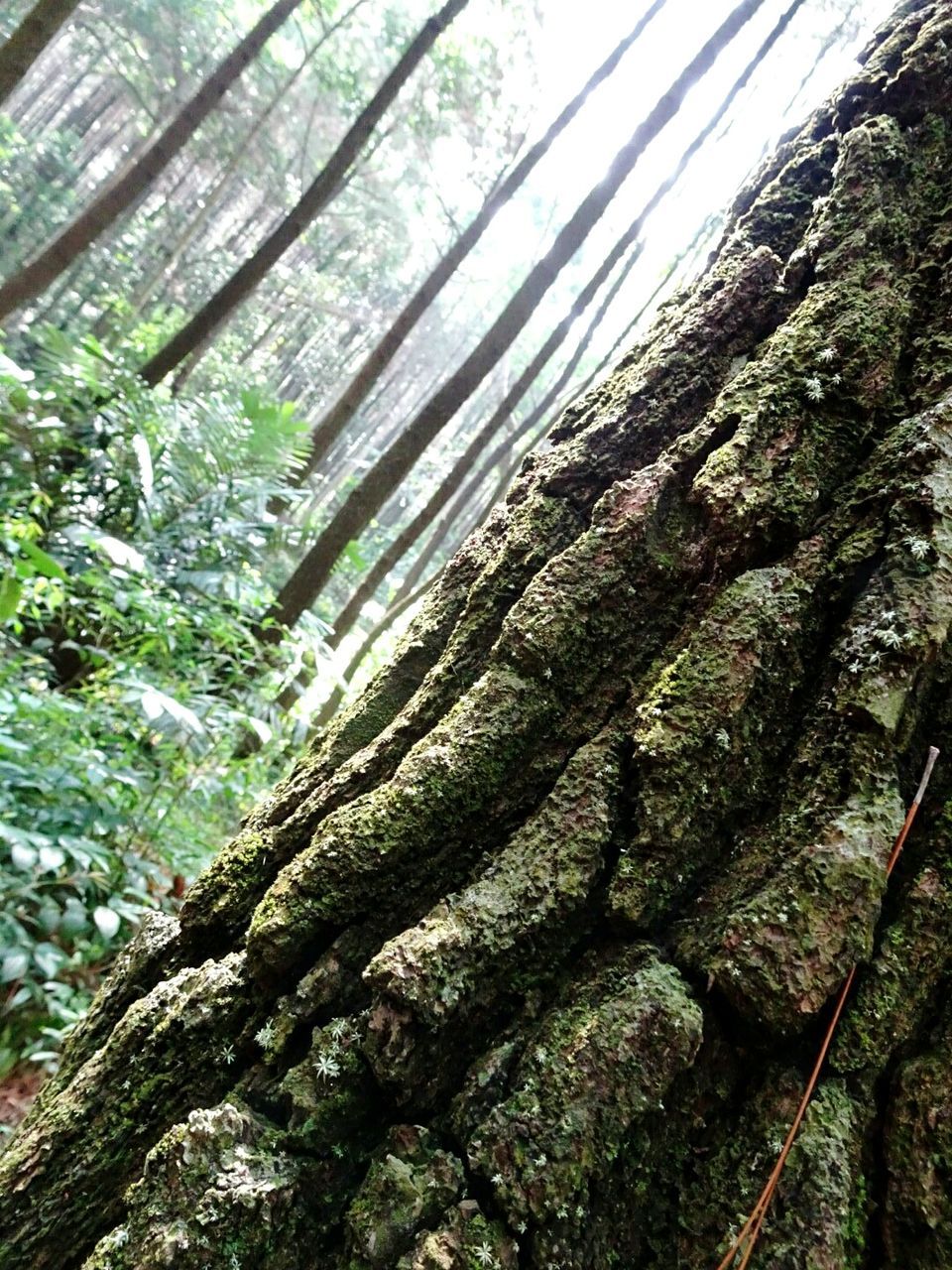 LOW ANGLE VIEW OF TREES