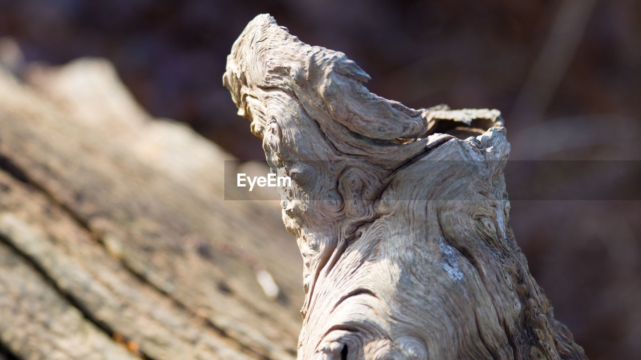 CLOSE-UP OF STATUE OF TREE STUMP