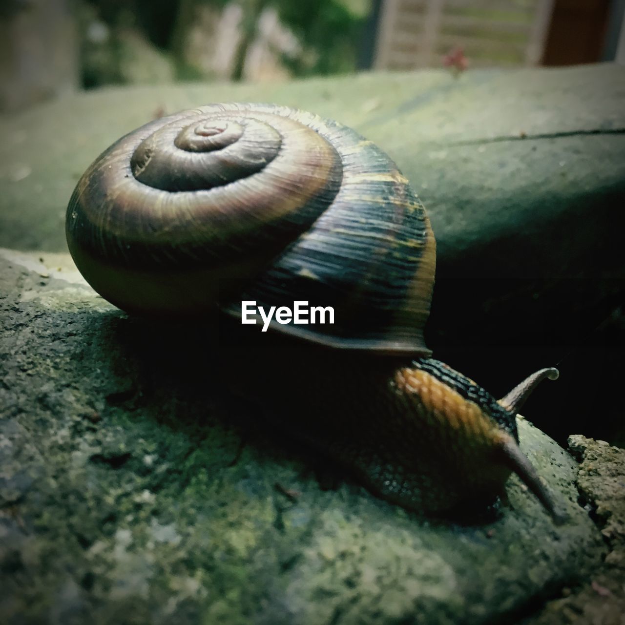 CLOSE-UP OF SNAIL ON WHITE SURFACE