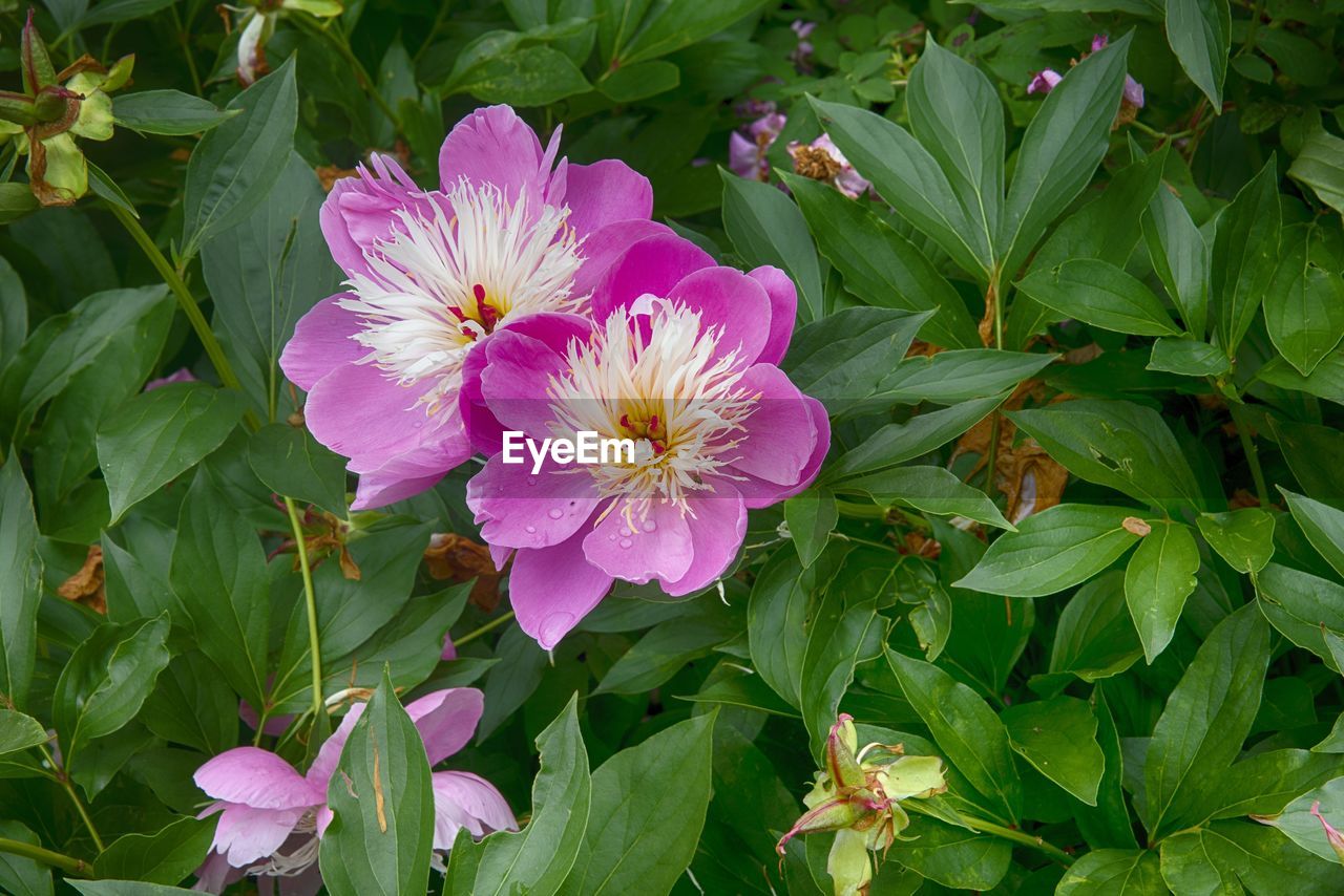 High angle view of pink flowering plants