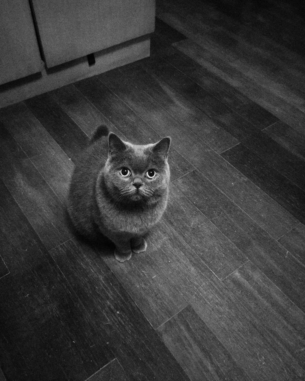 HIGH ANGLE VIEW PORTRAIT OF CAT ON FLOOR