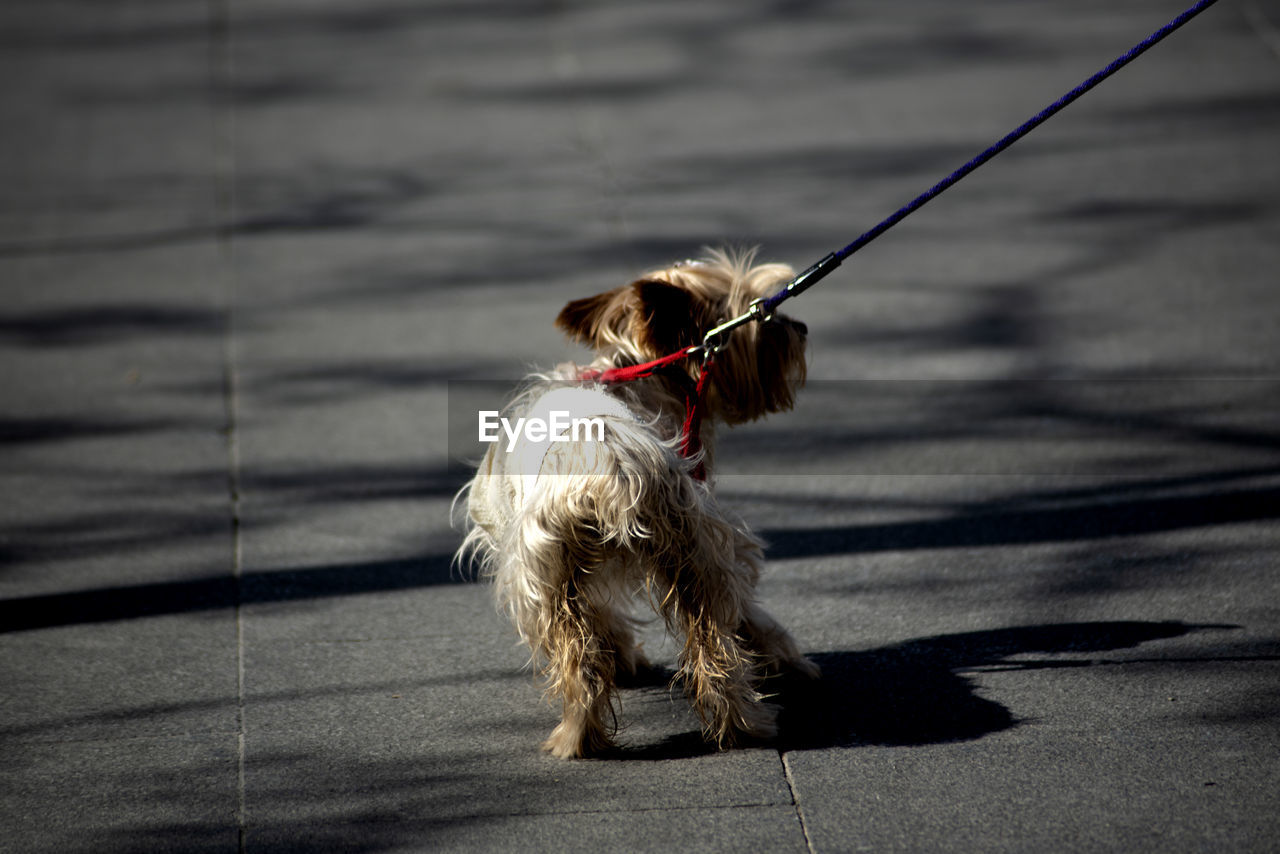 Yorkshire puppy with different opinion of route to follow