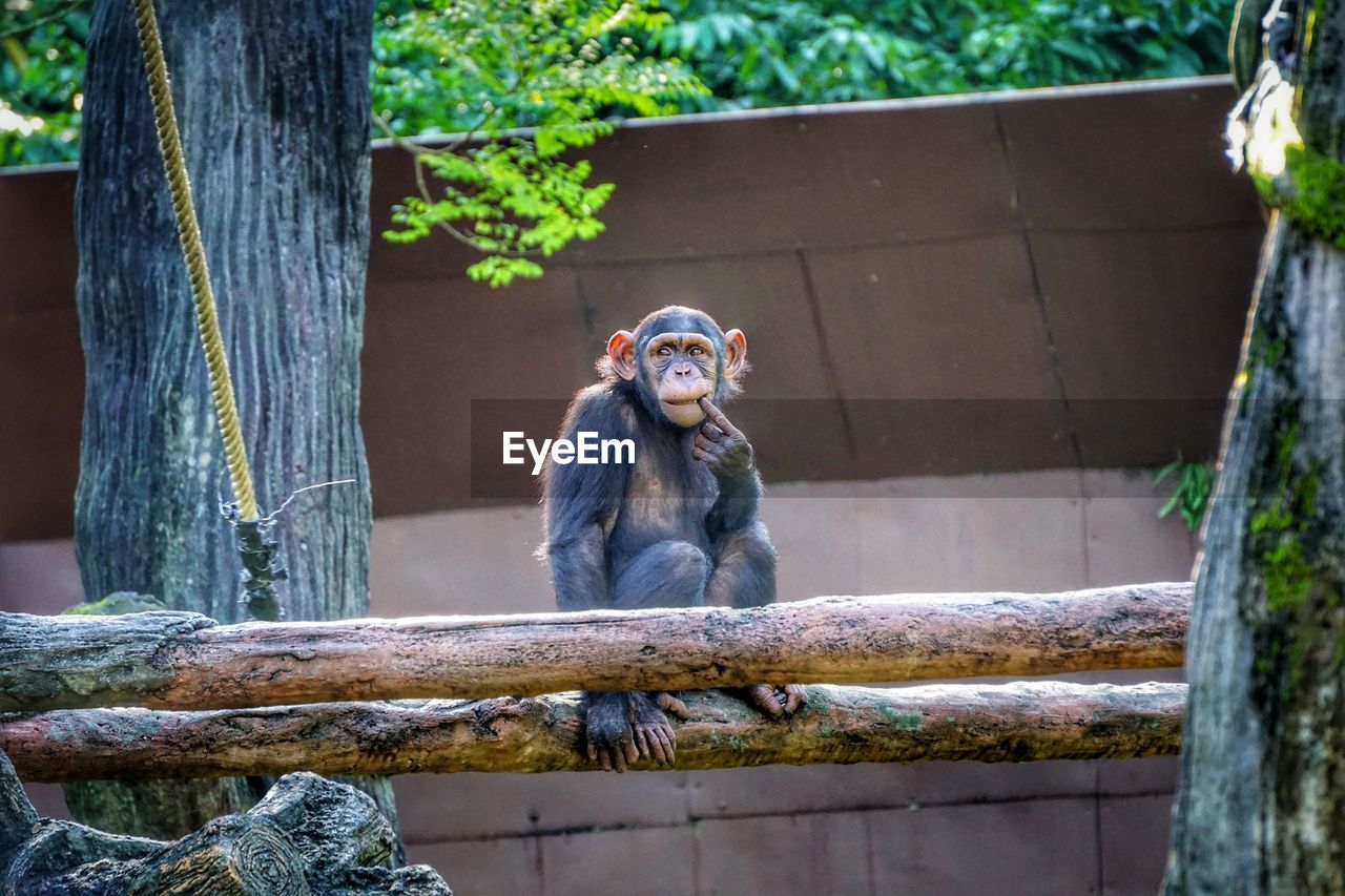 MONKEY SITTING ON WOOD AGAINST TREES AT ZOO