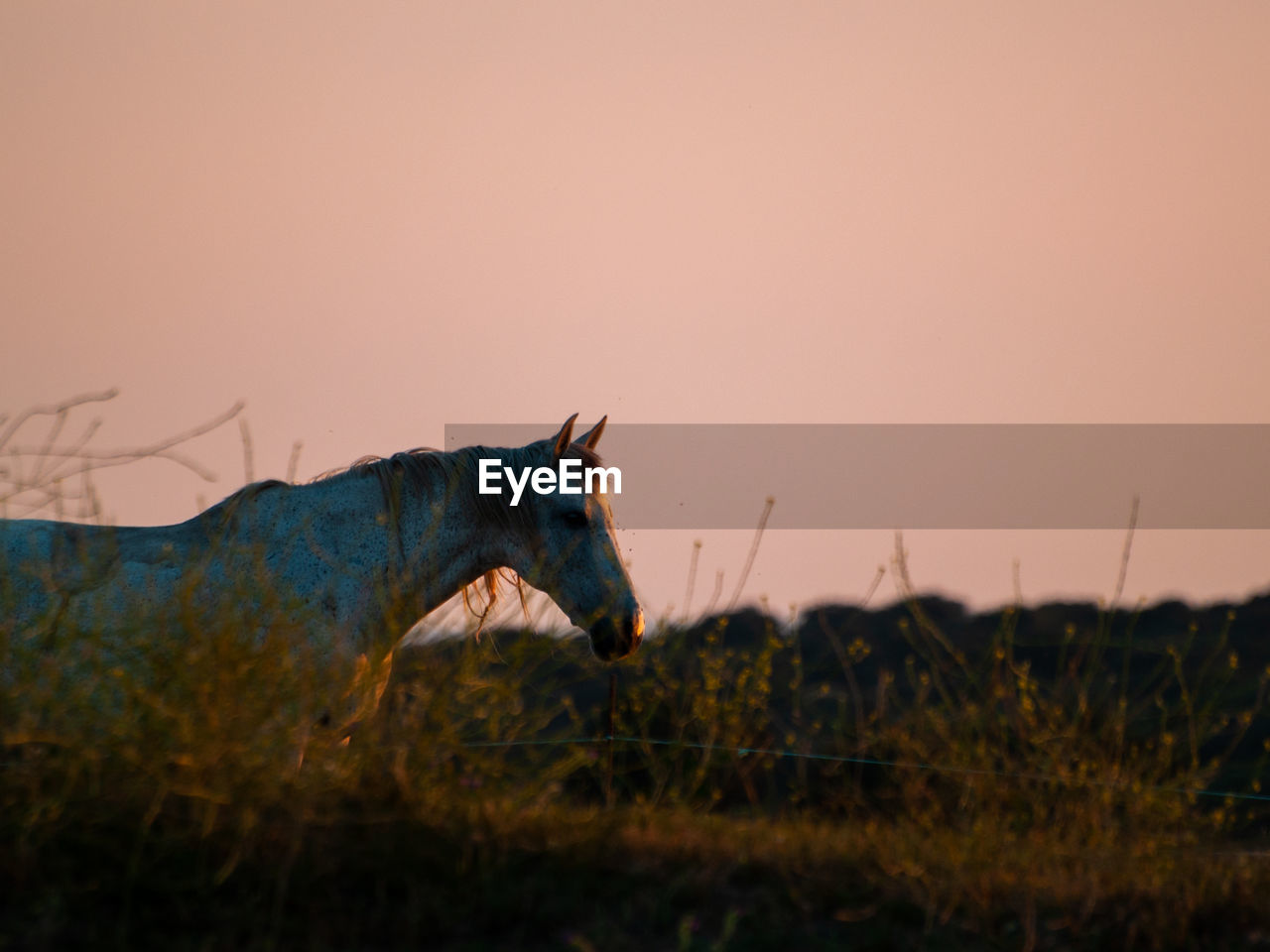 SIDE VIEW OF A HORSE ON FIELD AGAINST SKY