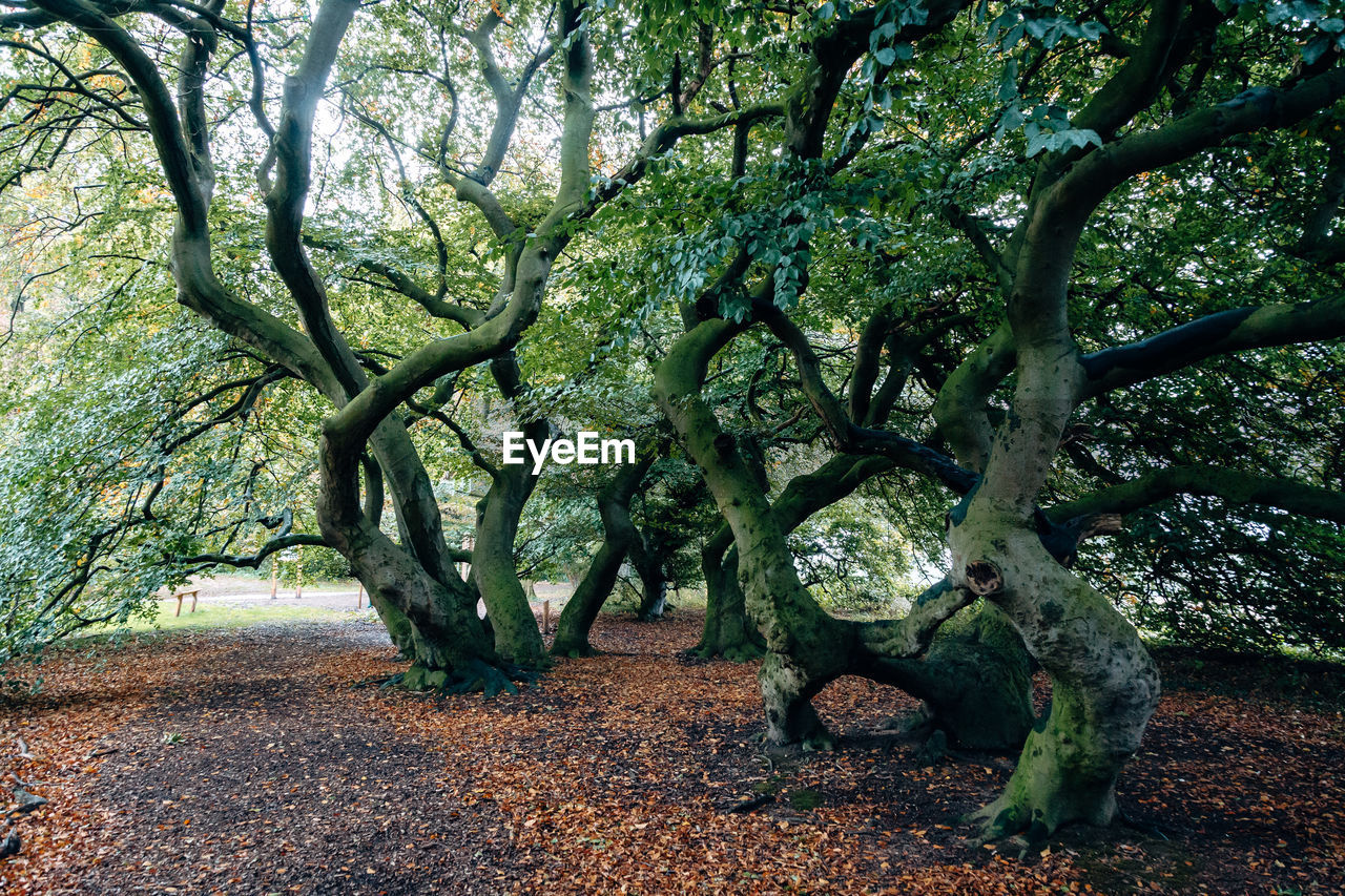 Trees in park