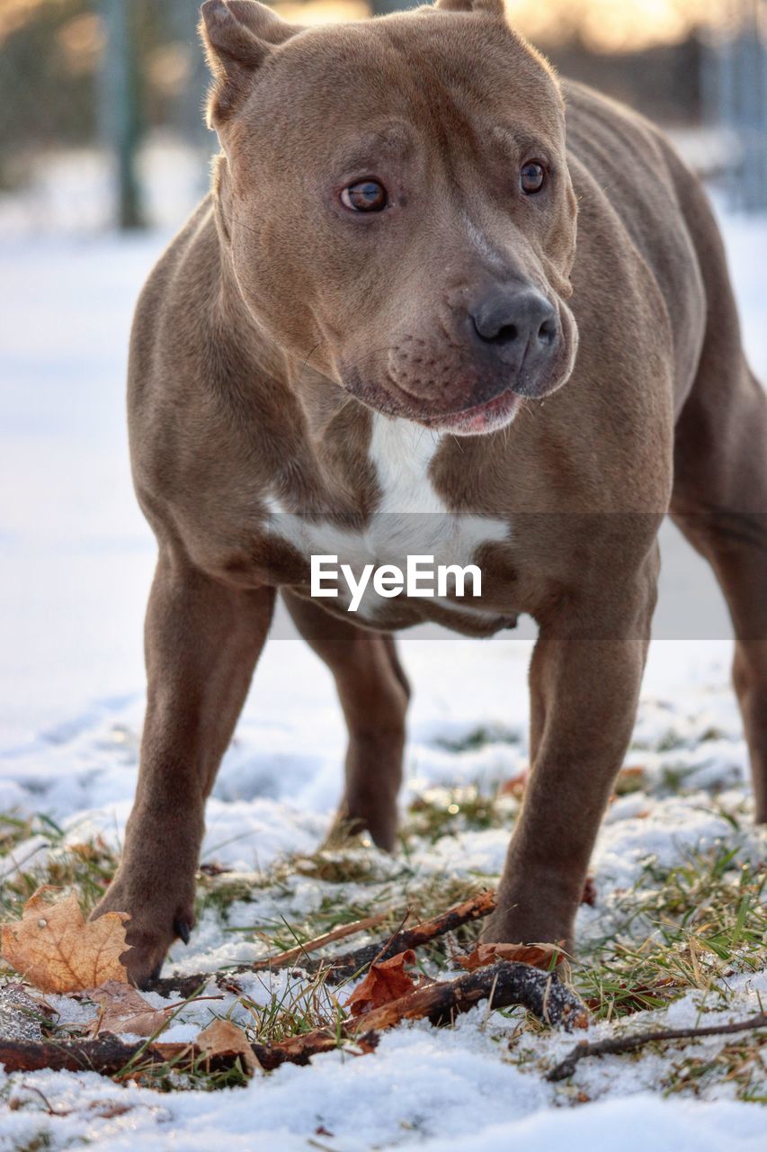 Portrait of dog in snow