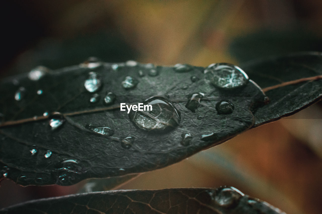 Close-up of raindrops on leaf