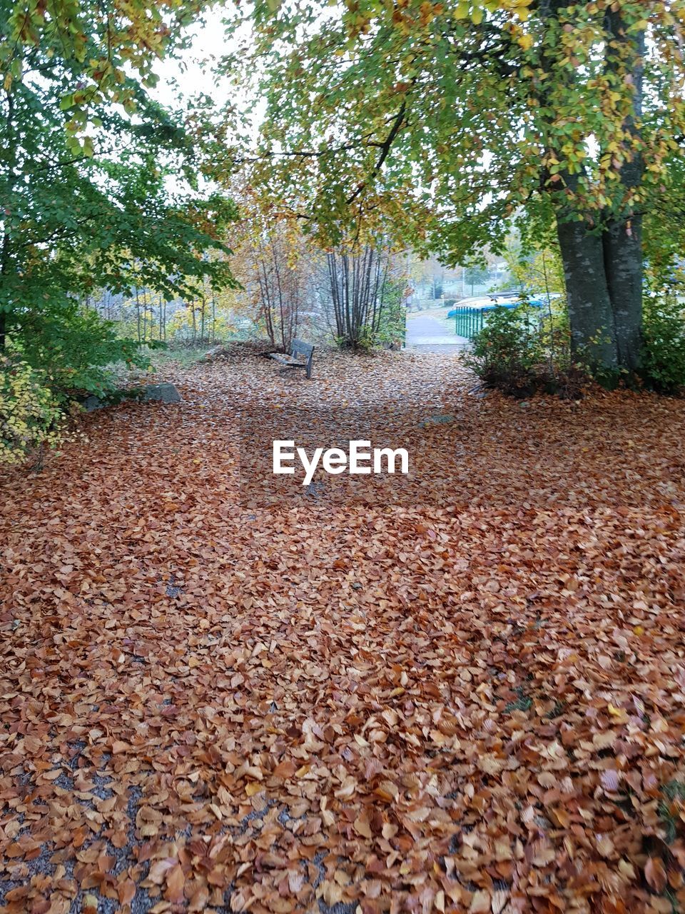 SURFACE LEVEL OF DRY LEAVES FALLEN ON FOOTPATH