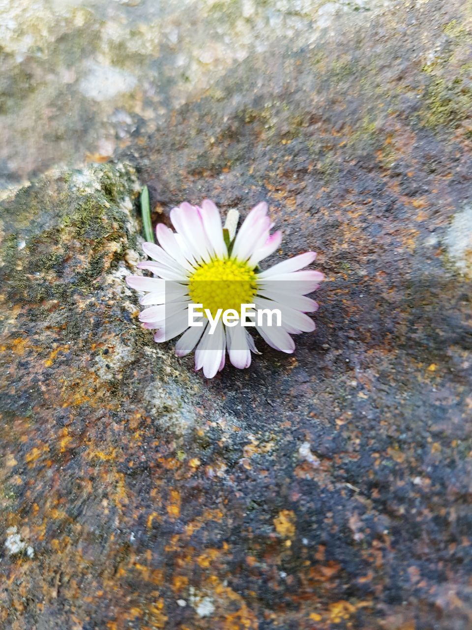 HIGH ANGLE VIEW OF WATER LILY BLOOMING