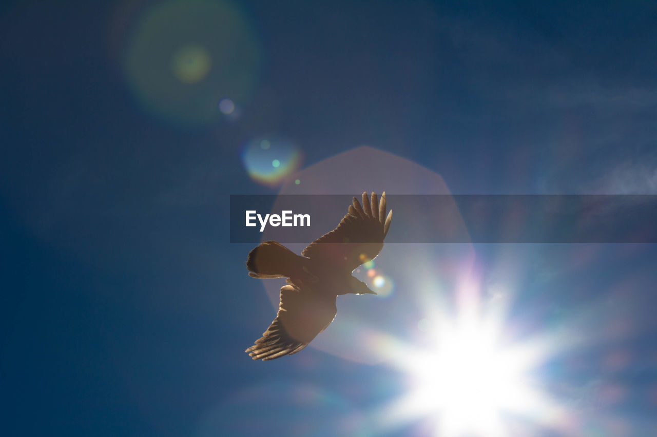 Close-up of bird soaring against blue sky