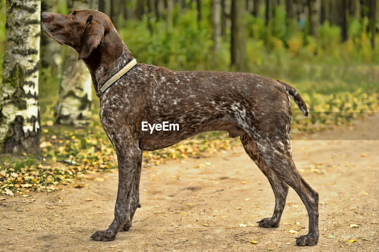 DOG STANDING ON FIELD