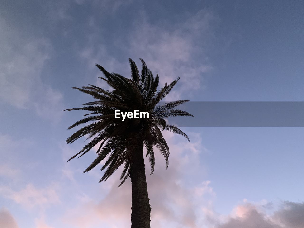 sky, palm tree, tropical climate, cloud, tree, nature, plant, low angle view, beauty in nature, silhouette, no people, outdoors, tropical tree, coconut palm tree, sunset, tranquility, date palm tree, wind, sunlight, palm leaf, scenics - nature, blue, growth, dusk, tree trunk, flower, borassus flabellifer, cloudscape, environment, dramatic sky, trunk