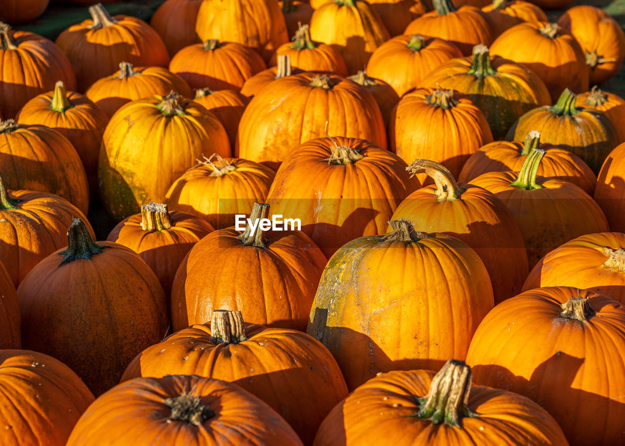 Full frame shot of pumpkins for sale at market