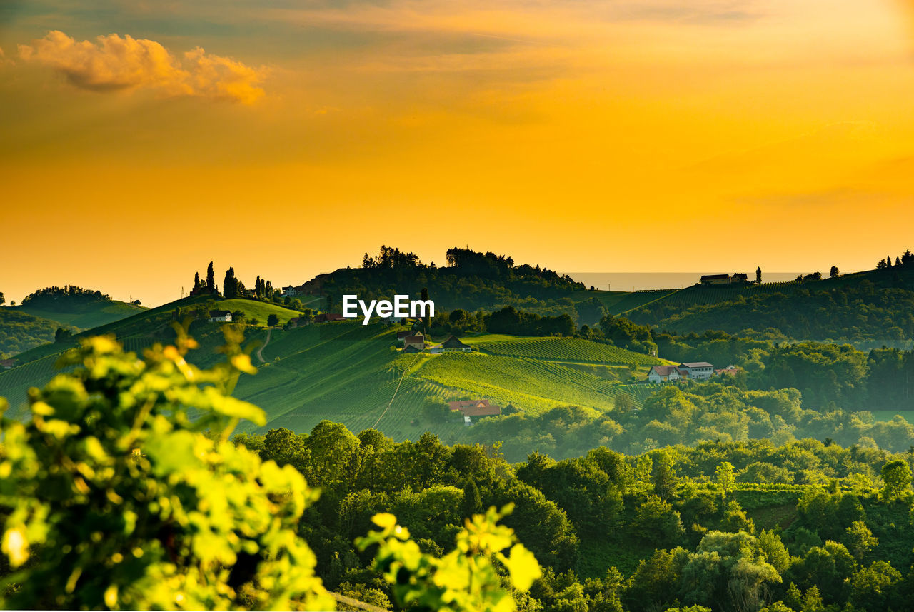 Scenic view of field against sky during sunset