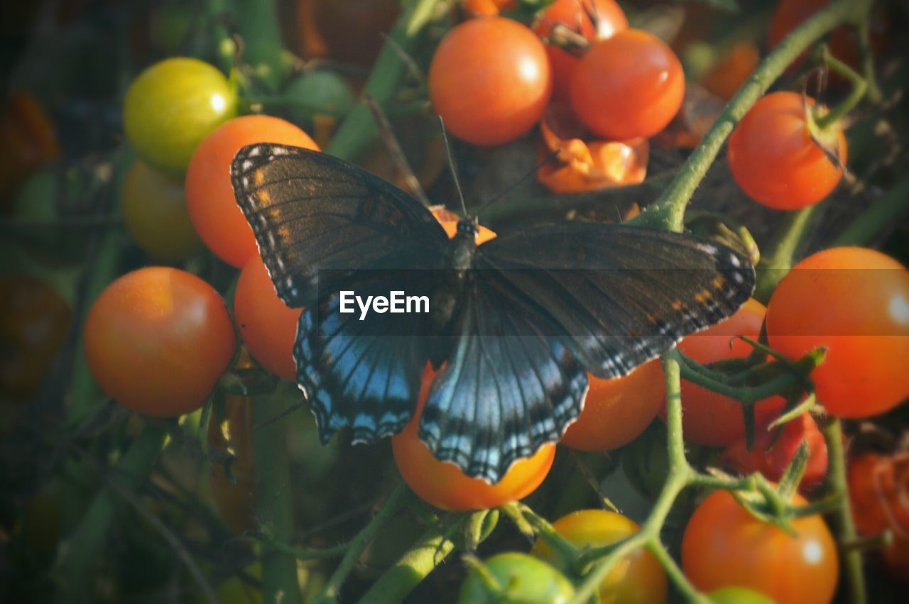 CLOSE-UP OF BUTTERFLY ON ORANGE FRUITS