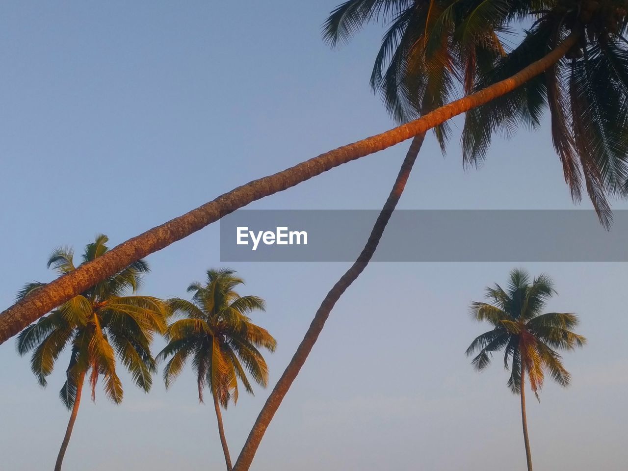 LOW ANGLE VIEW OF COCONUT PALM TREES AGAINST SKY