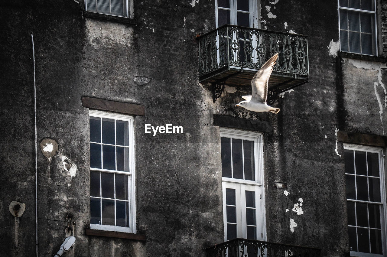 Seagull flying against building