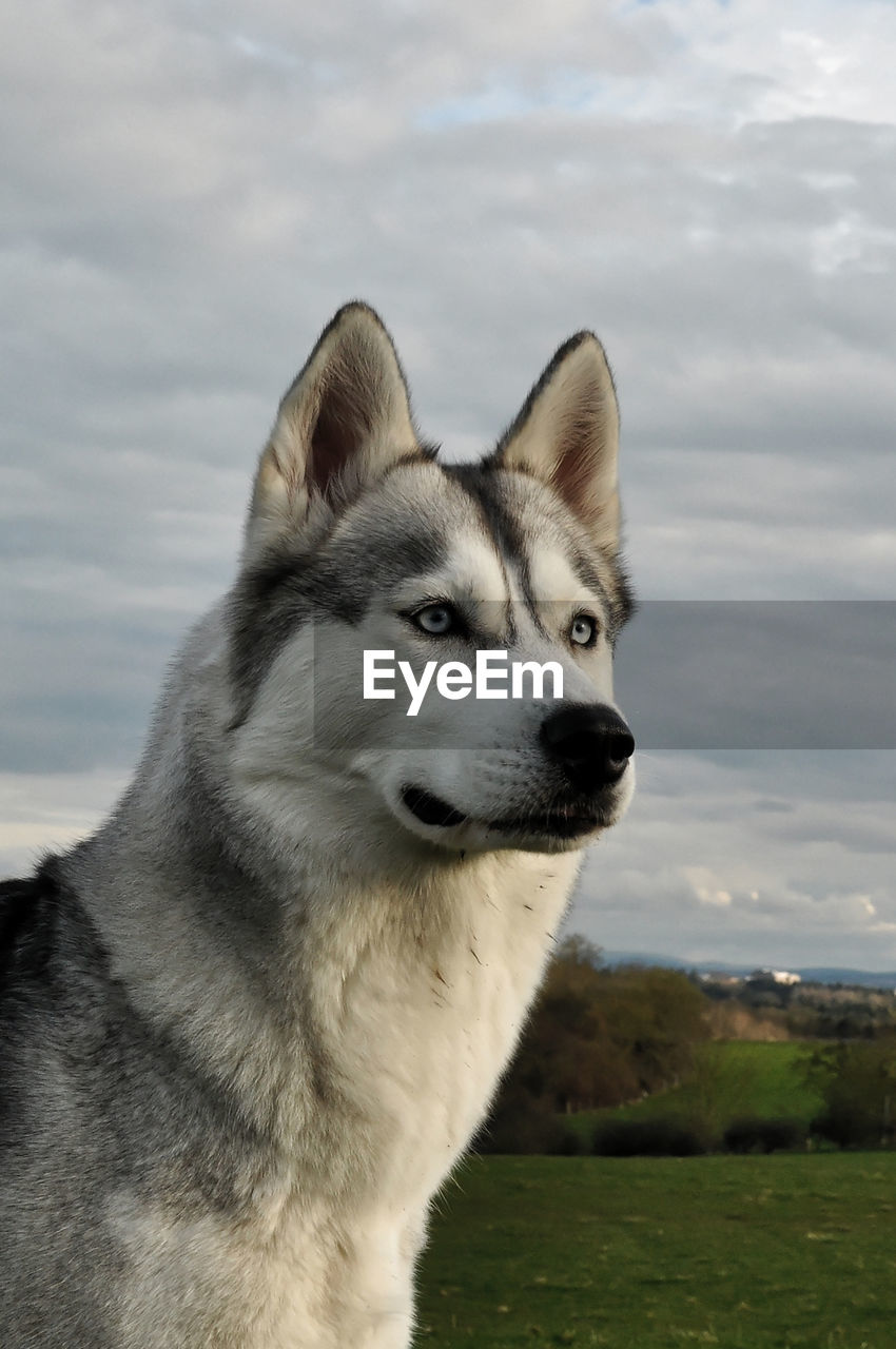 PORTRAIT OF A DOG LOOKING AWAY AGAINST SKY