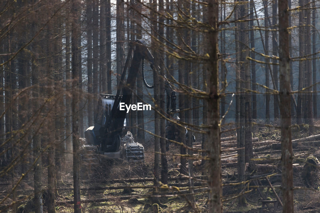 VIEW OF BARE TREES