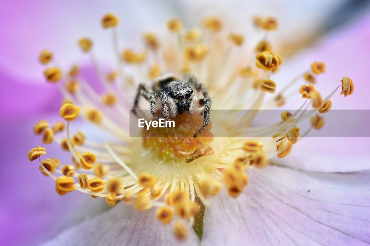 Spider and flower, perfect oxymoron 