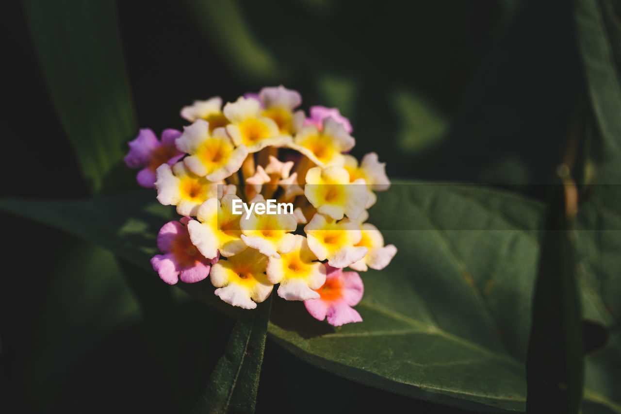 CLOSE-UP OF FRESH WHITE FLOWER BLOOMING IN PARK