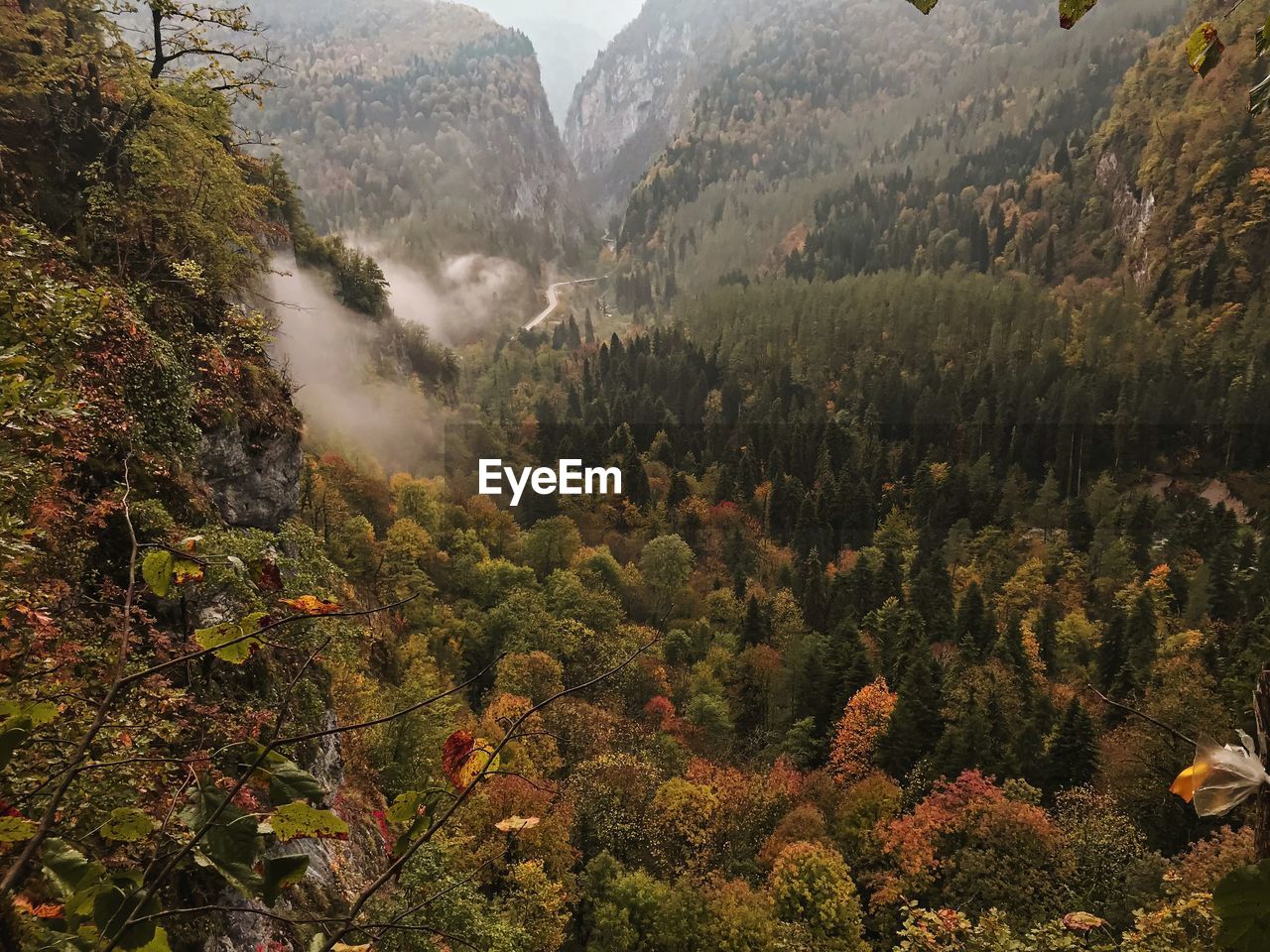 High angle view of trees in forest