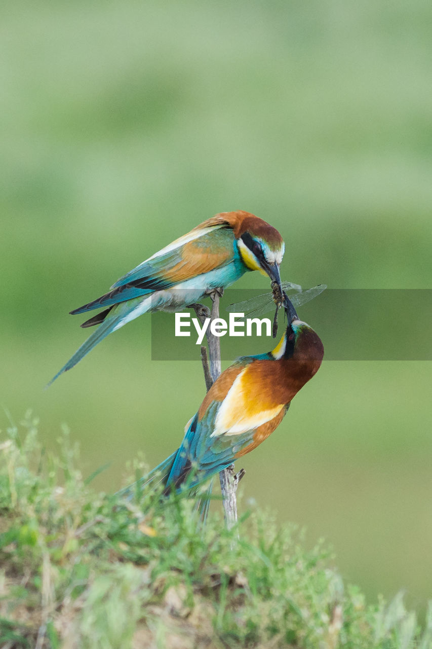 CLOSE-UP OF A BIRD PERCHING ON A PLANT