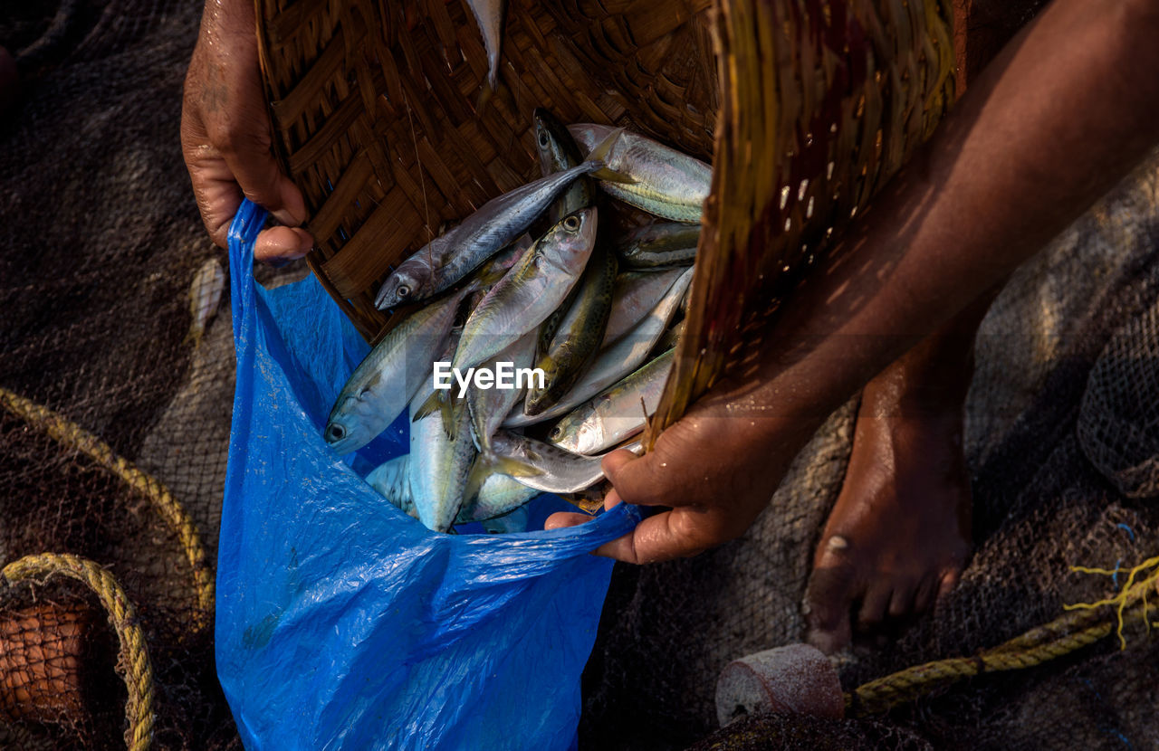 Close-up of fish in basket