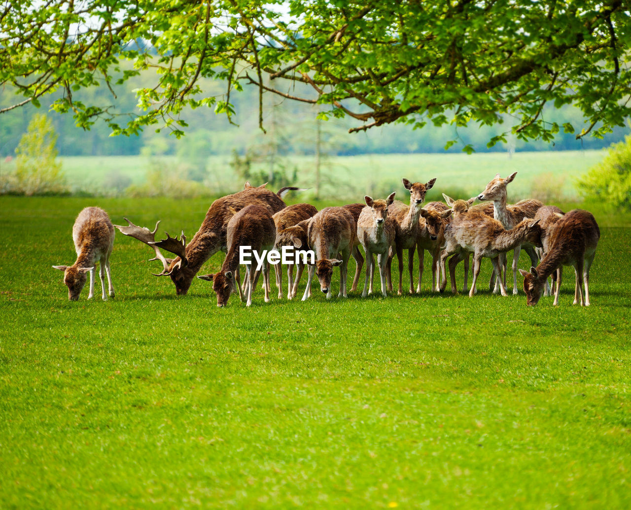 FLOCK OF SHEEP IN FARM