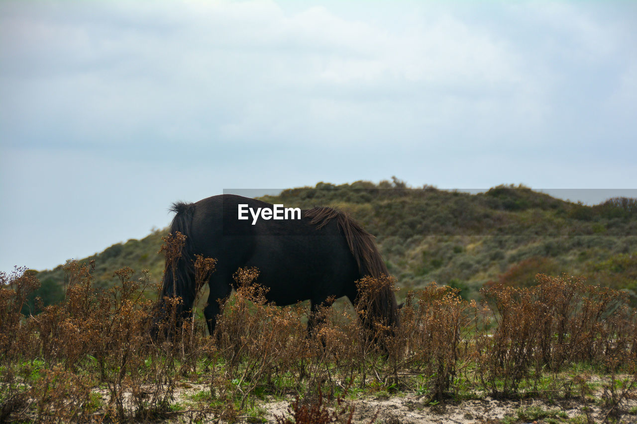 View of a horse on field