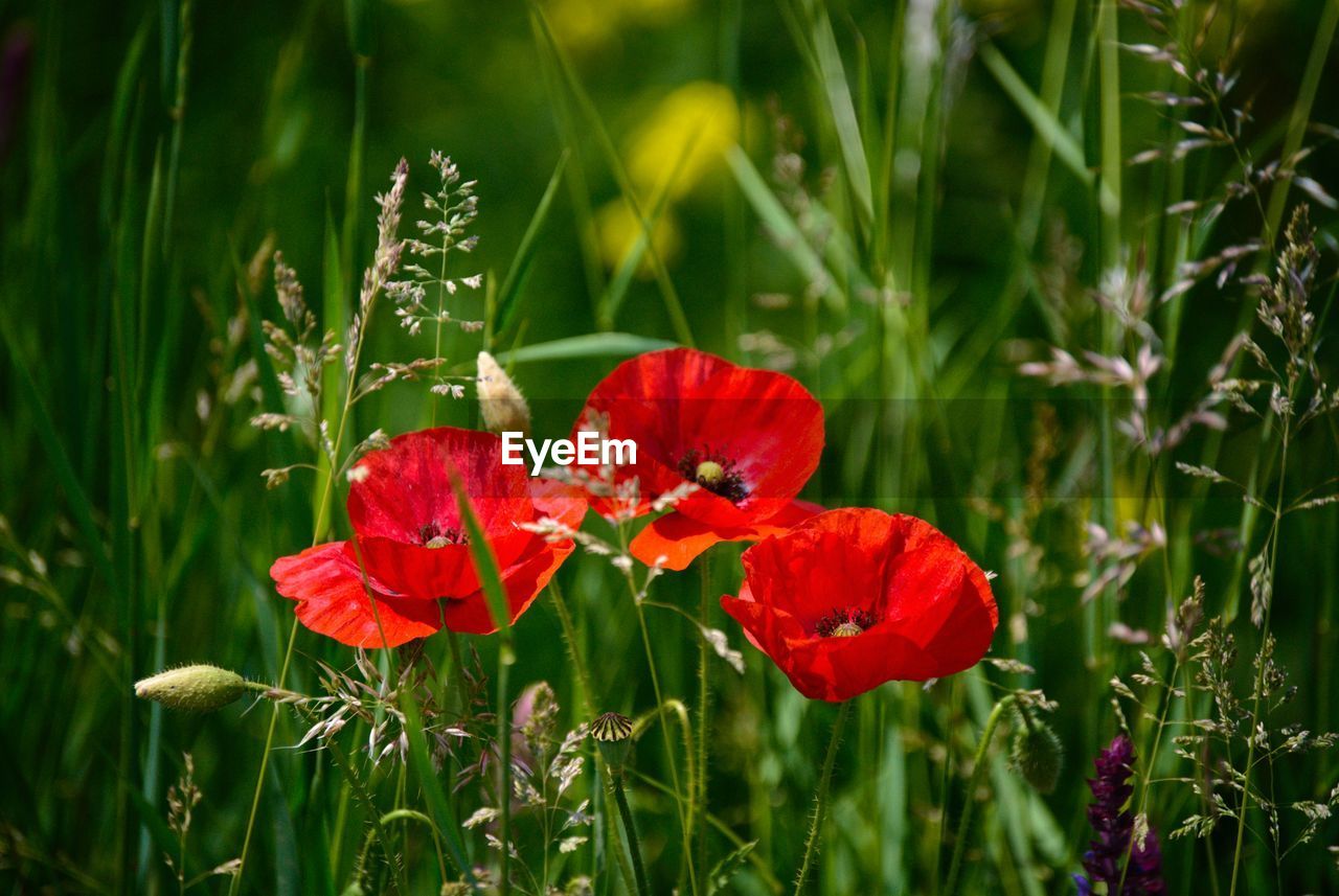 Close-up of red poppy flowers in field