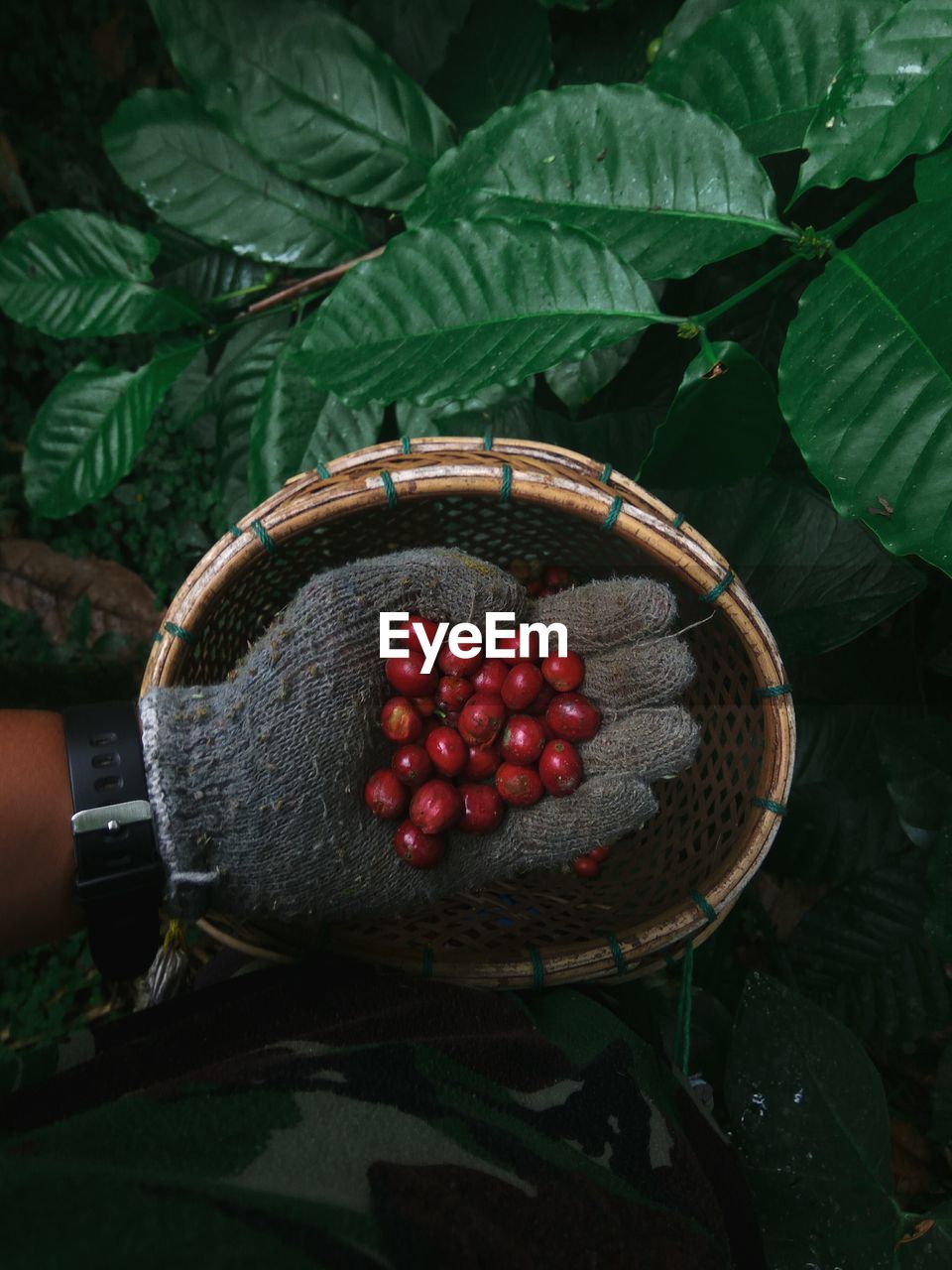 Cropped hand holding raw coffee beans