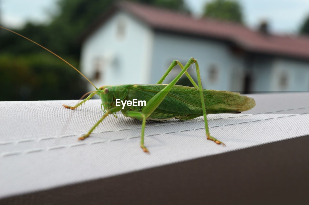 Close-up of insect on leaf / grashopper