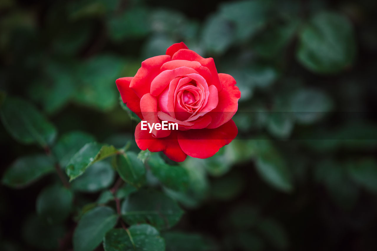 Red rose flower. close-up of red rose