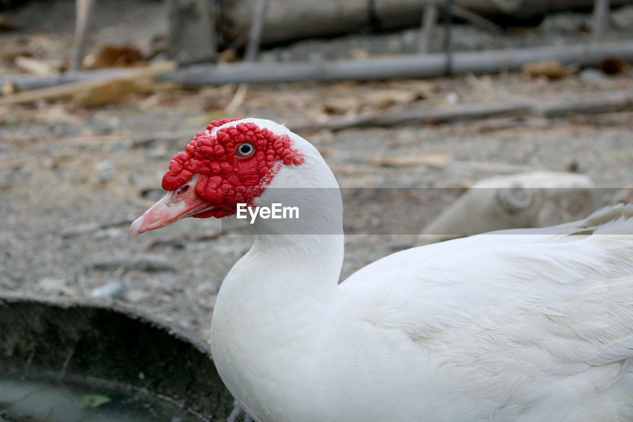 animal themes, animal, bird, beak, one animal, water bird, animal wildlife, wildlife, close-up, nature, ducks, geese and swans, white, goose, no people, duck, red, wing, focus on foreground, poultry, day, fowl, outdoors, animal body part